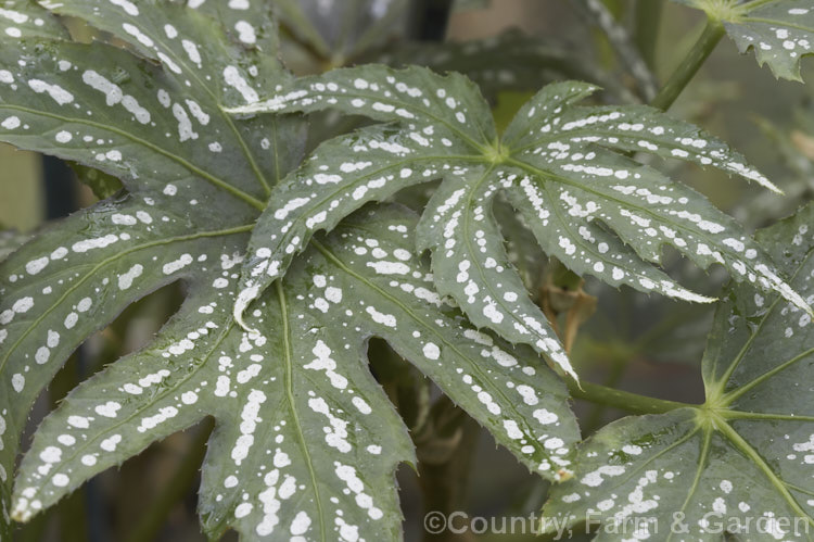 Begonia diadema, an upright, 30-50cm tall rhizomatous perennial native to Borneo. It is notable for its spotted, palmately lobed leaves. It bears small pink flowers. Order: Cucurbitales, Family: Begoniaceae