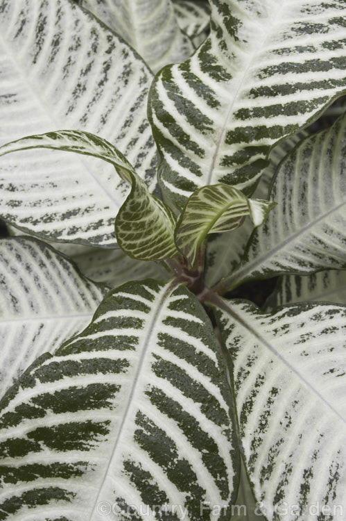 Aphelandra squarrosa 'Snowflake', a variegated cultivar of the Zebra Plant, a Brazilian evergreen shrub that is widely grown as a house plant. Its yellow flowerheads are mainly composed of bracts, the true flowers are white. aphelandra-2346htm'>Aphelandra.