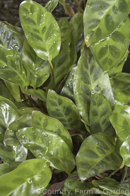 Calathea wiotii, a dwarf rhizomatous perennial from Brazil. Often grown as a house plant and related to the prayer plants (<i>Maranta spp</i>), its leaves are less than 15cm long and it develops into a dense, low clump or foliage.