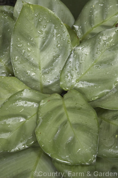 Calathea micans (syn. Calathea albicans</i>). Grey-green. Form, a tropical American rhizomatous perennial often grown as a foliage house plant. It occurs from Mexico to Brazil and this cultivar is notable for its rounded pale grey-green leaves. Its flowers are white and violet.