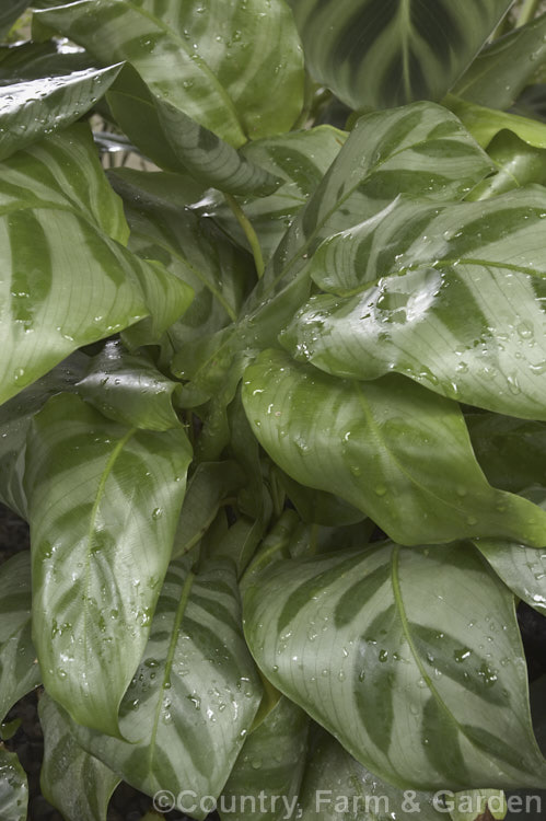 Calathea concinna, a variegated tropical American rhizomatous perennial usually grown as a foliage house plant.