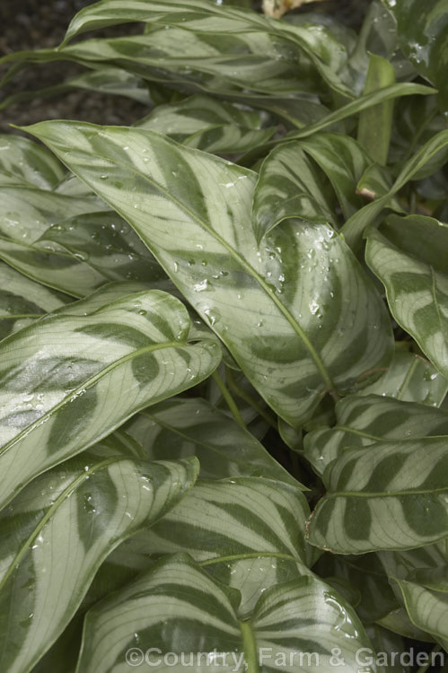 Calathea bachemiana, a Brazilian rhizomatous perennial usually grown as a foliage house plant. Its narrow, boldly variegated leaves are up to 22cm long and often have purple-tinted undersides.