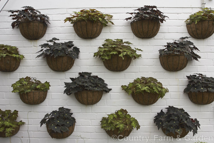 Group 5 [rhizomatous], type 1 [small-leaved]) begonias grown in half baskets on a wall in a temperate greenhouse. These hybrids are evergreen, have velvety leaves and flower intermittently throughout the year. Order: Cucurbitales, Family: Begoniaceae