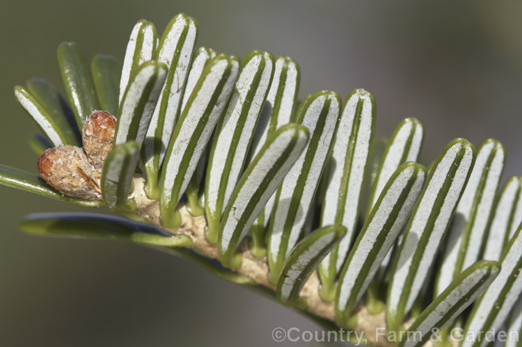 Mature foliage and overwintering bud of <i>Abies pinsapo</i> var. <i>marocana</i> (syn. <i>Abies marocana</i>), a Moroccan variety of the Spanish fir that has very narrow leaves. The white stomatal bands on the undersides of the foliage are very obvious in this image. Order: Pinales, Family: Pinaceae