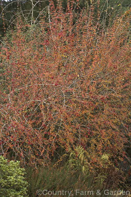 Wilson's Barberry (<i>Berberis wilsoniae</i>), a 1-2m tall, spreading, fiercely thorny, deciduous shrub native to western China. The small pinkish-red berries shown here develop from pale yellow flowers. This photograph was taken in early winter and shows how well the fruit and the last leaves persist, having been colourful from early autumn. berberis-2186htm'>Berberis. Order: Ranunculales, Family: Berberidaceae