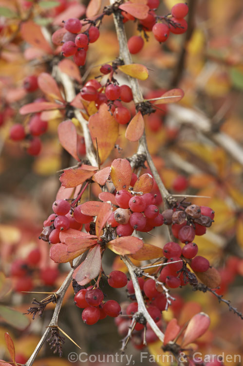 Wilson's Barberry (<i>Berberis wilsoniae</i>), a 1-2m tall, spreading, fiercely thorny, deciduous shrub native to western China. The small pinkish-red berries shown here develop from pale yellow flowers. This photograph was taken in early winter and shows how well the fruit and the last leaves persist, having been colourful from early autumn. berberis-2186htm'>Berberis. Order: Ranunculales, Family: Berberidaceae