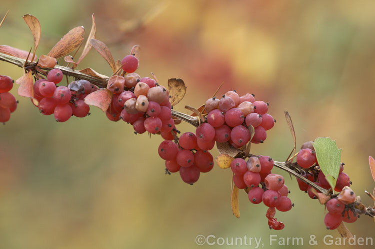 Wilson's Barberry (<i>Berberis wilsoniae</i>), a 1-2m tall, spreading, fiercely thorny, deciduous shrub native to western China. The small pinkish-red berries shown here develop from pale yellow flowers. This photograph was taken in early winter and shows how well the fruit and the last leaves persist, having been colourful from early autumn. berberis-2186htm'>Berberis. Order: Ranunculales, Family: Berberidaceae