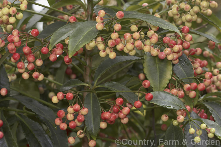 Coralberry or Spiceberry (<i>Ardisia crenata</i>), an evergreen shrub found from southern Japan to northern India It grows to around 2m tall and its bright red fruits are long-lasting. It is popular as a garden plant in mild areas and elsewhere as a house plant. Order: Ericales, Family: Primulaceae