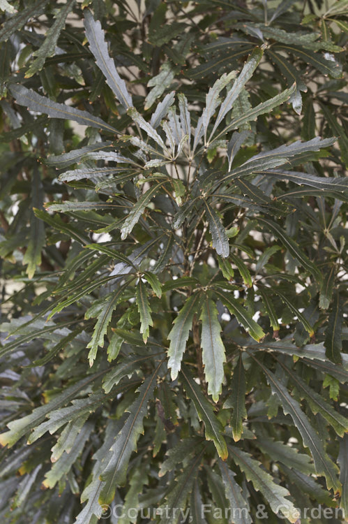 Dwarf False Aralia (<i>Schefflera elegantissima [syn. Dizygotheca elegantissima] 'Castor'), a compact form of an evergreen tree native to New Caledonia that is up to 12m tall. The species and this cultivar, which has shorter, broader and more coarsely toothed leaves, are popular as house plants when young. Mature plants have adult foliage with broad digitate leaflets. schefflera-2489htm'>Schefflera. Order: Apiales, Family: Araliaceae