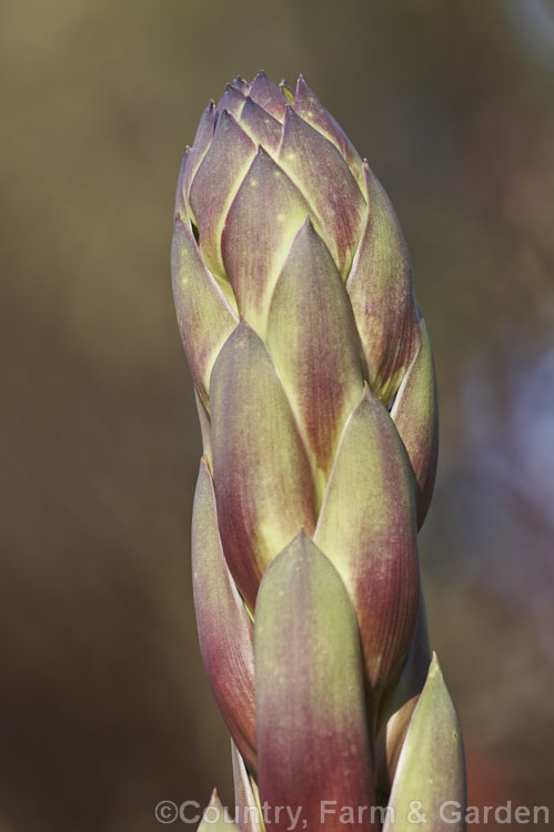 Developing flowerhead of Spanish Dagger, Roman Candle or Palm. Lily (<i>Yucca gloriosa</i>), a spear-leaved autumn-flowering perennial native to the southeastern United States