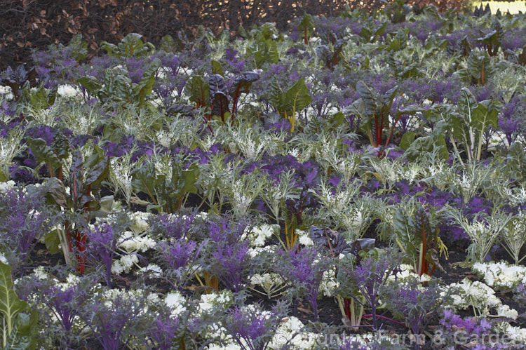 Ornamental Kale (<i>Brassica oleracea - Acephala Group</i>), a fancy form of garden kale that is grown for its coloured foliage and often treated as a hardy winter bedding plant. Order: Brassicales, Family: Brassicaceae