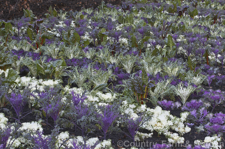 Ornamental Kale (<i>Brassica oleracea - Acephala Group</i>), a fancy form of garden kale that is grown for its coloured foliage and often treated as a hardy winter bedding plant. Order: Brassicales, Family: Brassicaceae