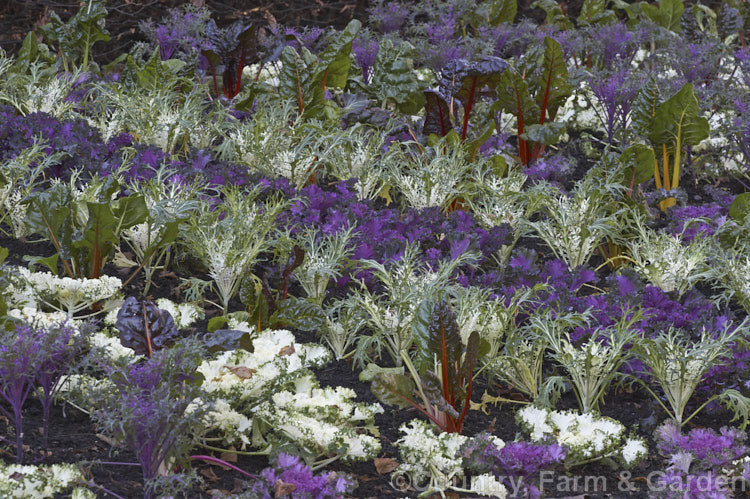 Ornamental Kale (<i>Brassica oleracea - Acephala Group</i>), a fancy form of garden kale that is grown for its coloured foliage and often treated as a hardy winter bedding plant. Order: Brassicales, Family: Brassicaceae