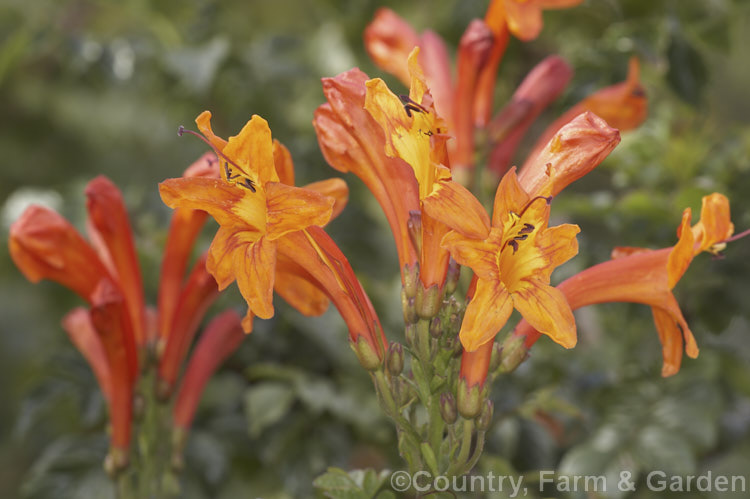 Cape. Honeysuckle (<i>Tecoma capensis [syn. Tecomaria capensis]), an evergreen shrub or semi-climber that is often used for hedging. It occurs naturally across much of southern Africa and flowers intermittently throughout the year. Orange is the typical flower colour but cultivars occur in a range of shades from yellow through pink to deep red. tecoma-3352htm'>Tecoma. <a href='bignoniaceae-plant-family-photoshtml'>Bignoniaceae</a>.