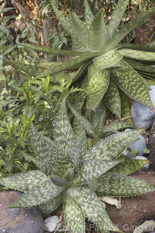 Soap. Aloe (<i>Aloe maculata [syn. Aloe saponaria]), a low, suckering succulent that forms a clump of rosettes broad, mottled leaves up to 30cm long edged with sharp green to brown teeth. Its branched inflorescence is up to 1m tall Found in South Africa and Zimbabwe. Order: Asparagales, Family: Asphodelaceae