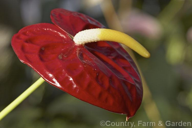 Anthurium 'Altar', one of the many cultivated forms, usually hybrids or cultivars of the Flamingo. Flower (<i>Anthurium andraeanum</i>), an epiphytic evergreen perennial native to Colombia and Ecuador. anthurium-2027htm'>Anthurium.