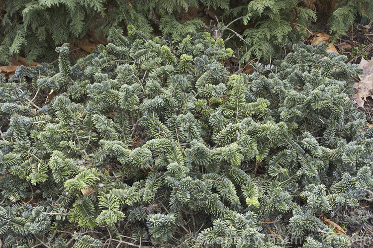 <i>Abies balsamea</i> 'Nana', a very dwarf rounded to spreading form of the Balsam Fir or Balm of Gilead, an evergreen coniferous tree native to northern North America. Order: Pinales, Family: Pinaceae