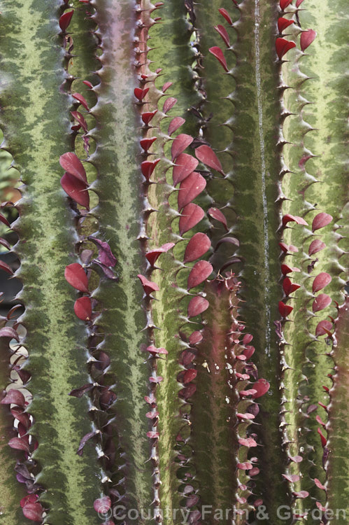 Euphorbia trigona 'Red Devil', a red-leaved form of African. Milk. Tree, a sometimes tree-like succulent-stemmed shrub probably a native of Namibia, though its actual place of origin is unknown. It usually grows 1-18m tall and has small green flowers. The small leaves are short-lived