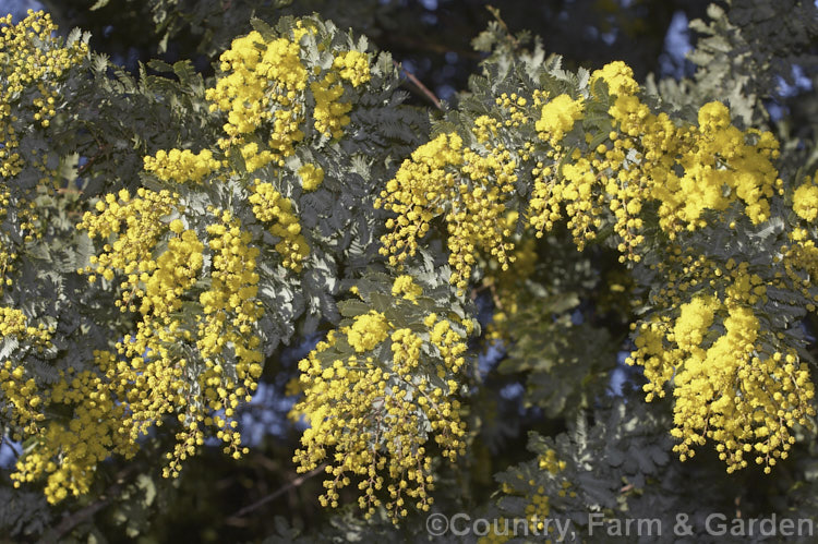 Cootamundra Wattle (<i>Acacia baileyana</i>), a bushy 5-8m tall tree native to south-eastern Australia. One of the most widely cultivated wattles, its flowers open from mid-winter and last well into spring. The ferny, silver-grey foliage is very distinctive. Order: Fabales, Family: Fabaceae