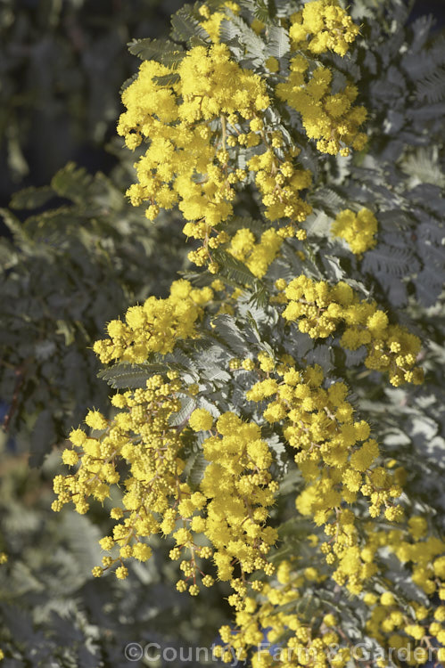 Cootamundra Wattle (<i>Acacia baileyana</i>), a bushy 5-8m tall tree native to south-eastern Australia. One of the most widely cultivated wattles, its flowers open from mid-winter and last well into spring. The ferny, silver-grey foliage is very distinctive. Order: Fabales, Family: Fabaceae