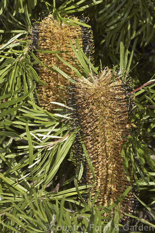 Banksia spinulosa var. collina (syn. Banksia collina</i>), a native of New South Wales and Queensland, Australia and found as far north as Cairns. Order: Proteales, Family: Proteaceae