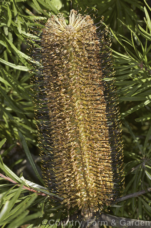 The flowerhead of Banksia spinulosa var. collina (syn. Banksia collina</i>), a native of New South Wales and Queensland, Australia and found as far north as Cairns. Order: Proteales, Family: Proteaceae