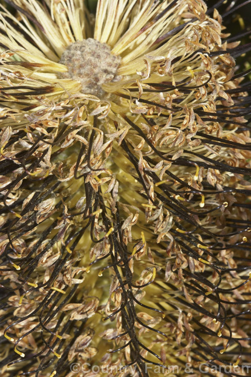 The flowerhead of Banksia spinulosa var. collina (syn. Banksia collina</i>), a native of New South Wales and Queensland, Australia and found as far north as Cairns. Order: Proteales, Family: Proteaceae