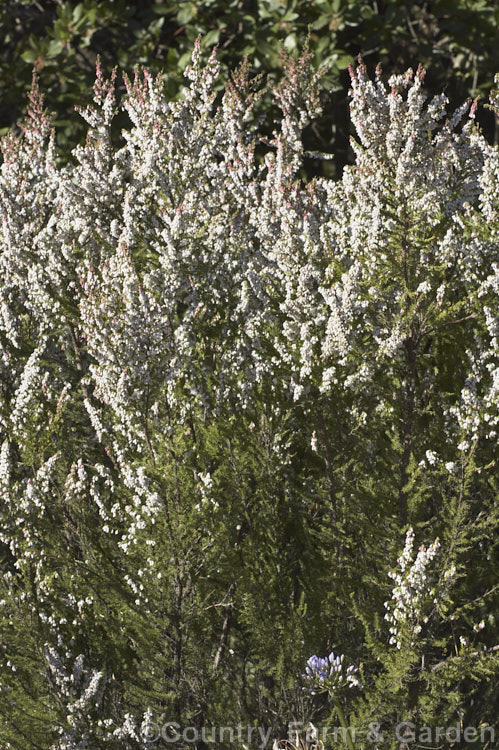 Portuguese. Heath (<i>Erica lusitanica</i>), found over much of the Iberian. Peninsula and in southwest France, this species is very similar to the tree heath (<i>Erica arborea</i>) but is less stoutly built. It grows to 35m tall and as it can self-sow freely it is considered a weed in some areas. erica-2109htm'>Erica. Order: Ericales, Family: Ericaceae