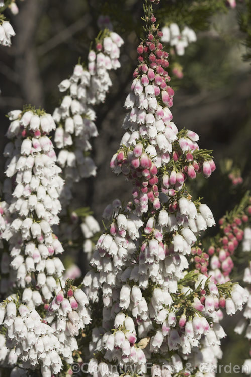 Portuguese. Heath (<i>Erica lusitanica</i>), found over much of the Iberian. Peninsula and in southwest France, this species is very similar to the tree heath (<i>Erica arborea</i>) but is less stoutly built. It grows to 35m tall and as it can self-sow freely it is considered a weed in some areas. erica-2109htm'>Erica. Order: Ericales, Family: Ericaceae