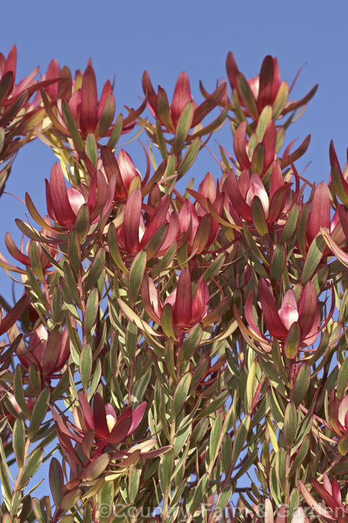 Leucadendron 'Jester', a sport of 'Safari. Sunset' that has brightly variegated cream and pink foliage with light red bracts. It can be slow to develop into a reliably flowering plant but has a neat compact habit and is worth growing for its non-flowering foliage alone. leucadendron-2138htm'>Leucadendron.