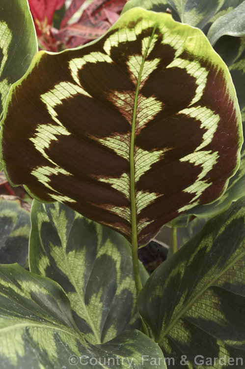 Calathea veitchiana, a rhizomatous perennial from Peru. Often grown as a house plant and related to the prayer plants (<i>Maranta spp</i>), it is notable for its attractively marked foliage.