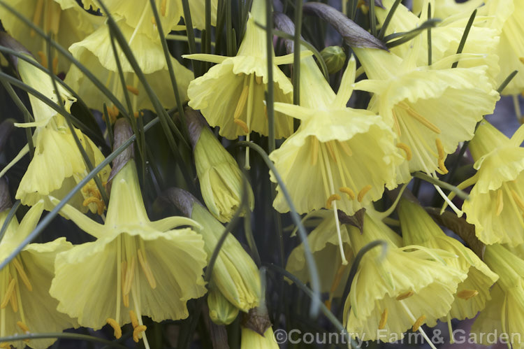 Narcissus romieuxii subsp. romieuxii, the typical form of a rather variable hoop petticoat daffodil native to Algeria. It begins to flower very early, often before the shortest day. Order: Asparagales, Family: Amaryllidaceae