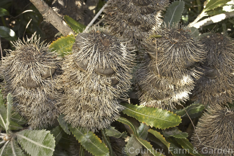 The woody seedheads or cone of the Saw. Banksia or Red Honeysuckle (<i>Banksia serrata</i>), a 10-16m tall species from eastern Australia. The seed capsules (the rounded dark brown parts of the cone</i>) eventually split open longitudinally. The name. Red Honeysuckle refers to the colour of the beautifully-grained wood, while. Saw. Banksia comes from the sharp, coarsely serrated edges of the stiff leathery leaves. Order: Proteales, Family: Proteaceae