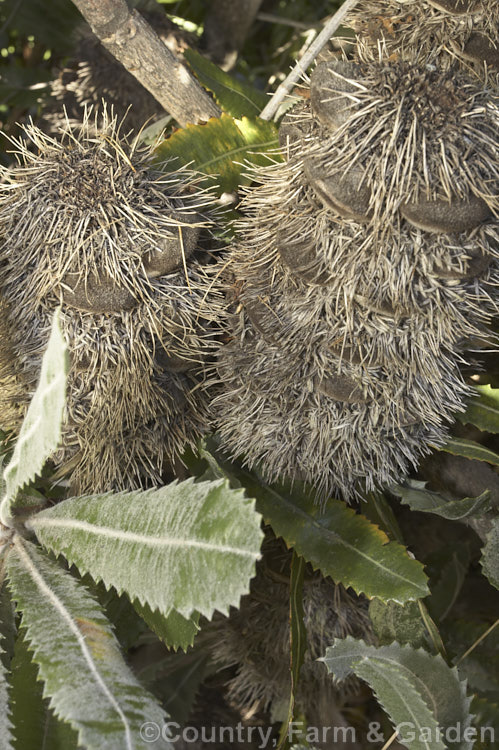 The woody seedheads or cone of the Saw. Banksia or Red Honeysuckle (<i>Banksia serrata</i>), a 10-16m tall species from eastern Australia. The seed capsules (the rounded dark brown parts of the cone</i>) eventually split open longitudinally. The name. Red Honeysuckle refers to the colour of the beautifully-grained wood, while. Saw. Banksia comes from the sharp, coarsely serrated edges of the stiff leathery leaves. Order: Proteales, Family: Proteaceae