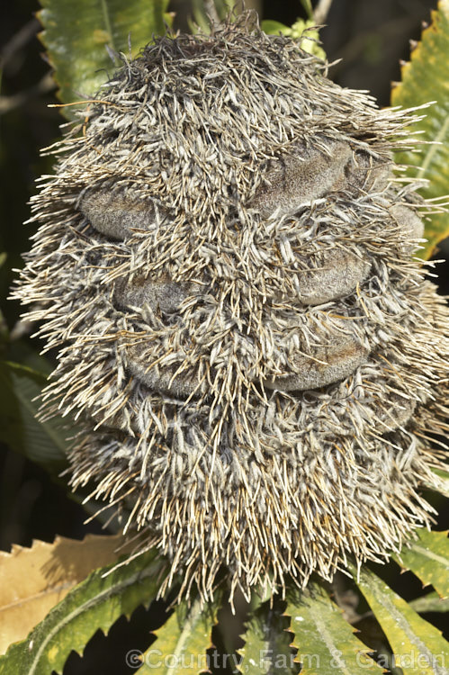 A woody seedhead or cone of the Saw. Banksia or Red Honeysuckle (<i>Banksia serrata</i>), a 10-16m tall species from eastern Australia. The seed capsules (the rounded dark brown parts of the cone</i>) eventually split open longitudinally. The name. Red Honeysuckle refers to the colour of the beautifully-grained wood, while. Saw. Banksia comes from the sharp, coarsely serrated edges of the stiff leathery leaves. Order: Proteales, Family: Proteaceae