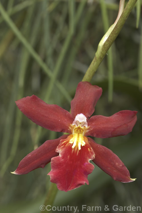 xBurrageara. Living. Fire 'Glowing. Embers' (<i>Miltonia x Cochlioda x Odontoglossum x Oncidium</i>), an easily cultivated, long-flowering. Oncidium alliance orchid that has a rather complex parentage that has given rise to many showy hybrids. burrageara-2558htm'>Burrageara.