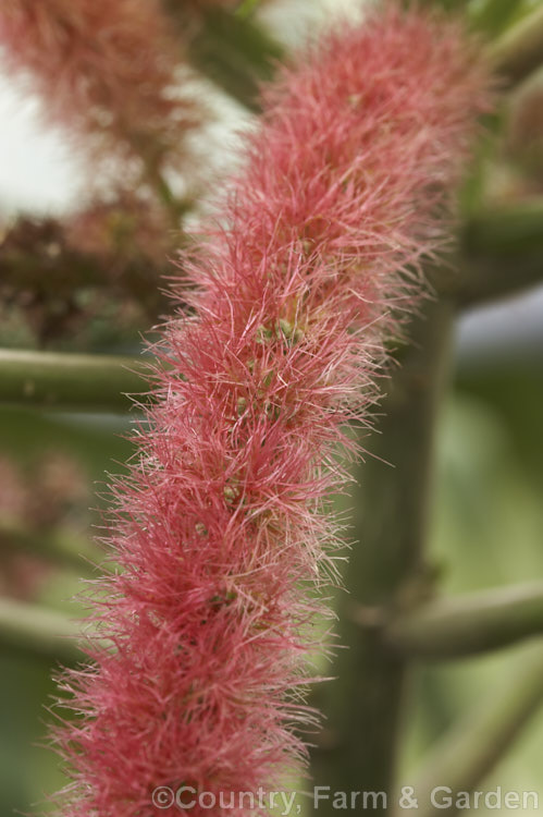 Close-up of the distinctive flower spike of the Red Hot Cat's Tail (<i>Acalypha hispida</i>), a long-flowering evergreen shrub that grows to around 4m tall, with floral catkins to 50cm long. It is native to New Guinea and Malaysia, and outside the tropics it is usually seen as a house or greenhouse plant. Order: Malpighiales, Family: Euphorbiaceae