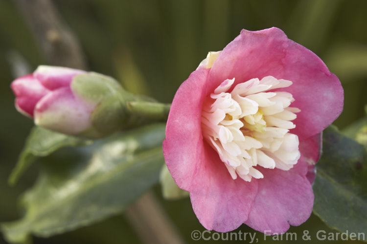 <i>Camellia</i> 'Scented Gem', a miniature hybrid camellia with very small, fragrant flowers that have a distinctive petaloid centre. It has an upright habit and eventually reaches 2m tall. Order: Ericales, Family: Theaceae