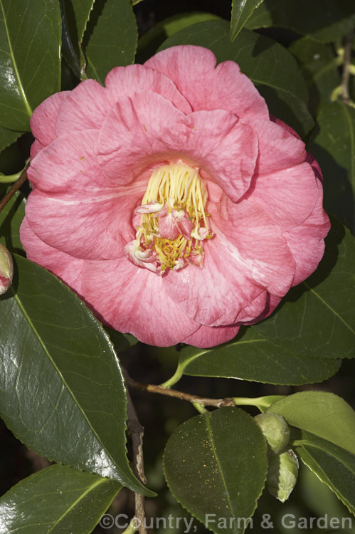 <i>Camellia</i> 'Lady Clare' (syn 'Akashigata'), an old Japanese <i>Camellia japonica</i> cultivar that was imported to the United Kingdom in 1877 where it was renamed 'Lady Clare'. It is early-blooming with large flowers that often show flecks of white to pale pink and which may have the occasional petaloid stamen. The bush has a lax, somewhat weeping habit. Order: Ericales, Family: Theaceae