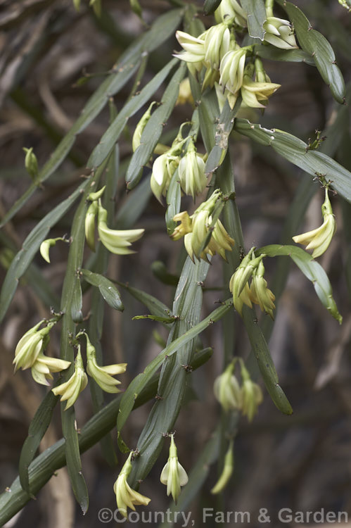 <i>Carmichaelia williamsii</i>, one of the New Zealand native brooms. It flowers mainly in late spring and winter and is a 1.8-3.6m tall shrub found naturally in the northern half of the North Island Its seed pods open to reveal orange-red seeds. Order: Fabales, Family: Fabaceae