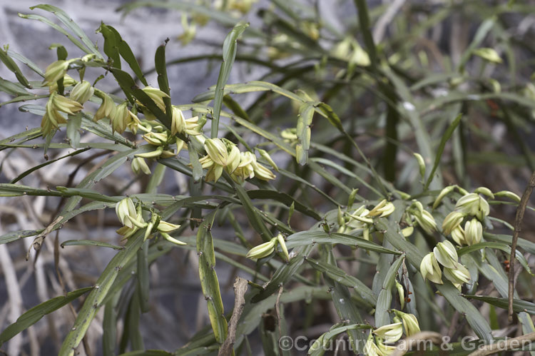 <i>Carmichaelia williamsii</i>, one of the New Zealand native brooms. It flowers mainly in late spring and winter and is a 1.8-3.6m tall shrub found naturally in the northern half of the North Island Its seed pods open to reveal orange-red seeds. Order: Fabales, Family: Fabaceae