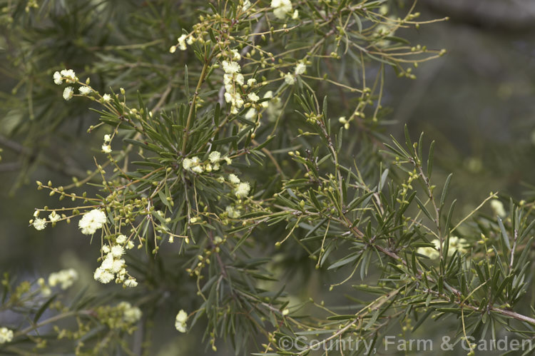 Prickly Moses (<i>Acacia verticillata</i>), a late winter to early spring-flowering evergreen shrub or tree to 9m tall native to southeastern Australia including Tasmania. Its bronze-green foliage is tipped with short, fine spines. Order: Fabales, Family: Fabaceae