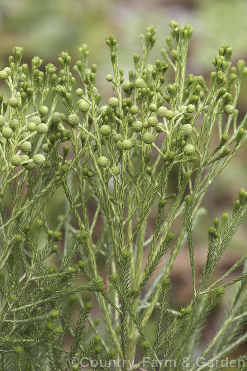 Developing flowerheads of Berzelia lanuginosa, an evergreen 2m high. South African shrub with soft needle-like leaves. The individual flowers are very small but densely packed in spherical heads about 1cm in diameter. berzelia-2600htm'>Berzelia. <a href='bruniaceae-plant-family-photoshtml'>Bruniaceae</a>.