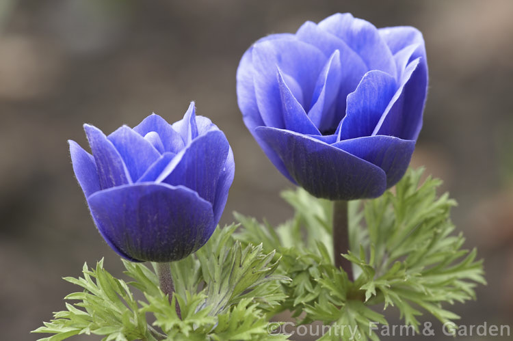 Opening flower of a Bedding Anemone (<i>Anemone coronaria cultivar or hybrid</i>), a rhizomatous southern European perennial that has been extensively developed to produce large, fancy flowers. Many strains are grown. Order: Ranunculales, Family: Ranunculaceae