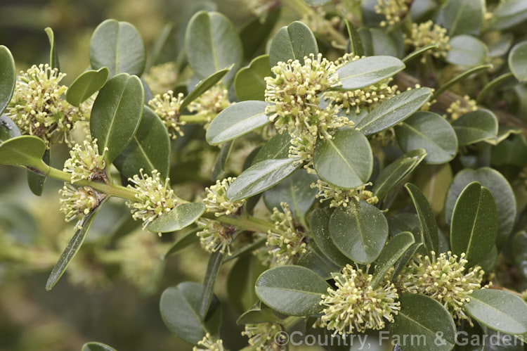 Chinese Boxwood (<i>Buxus microphylla var. sinica</i>), a winter- to early spring-flowering, evergreen shrub or small tree to 6m tall It occurs in China, Taiwan and Japan and its foliage is usually a lighter, brighter green than that of the Common Box (<i>Buxus sempervirens</i>).