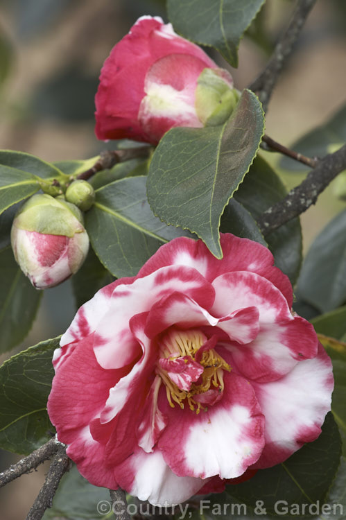 <i>Camellia</i> 'Gigantea' (syns 'Emperor Frederick William', 'Emperor Wilhelm', 'Gaiety', 'Magnolia King', 'Jolly Roger' and others</i>), a many-named <i>Camellia japonica</i> cultivar dating from the 1840s. It flowers open in late winter to early spring and the bush has a slightly weeping habit with large leaves. Order: Ericales, Family: Theaceae