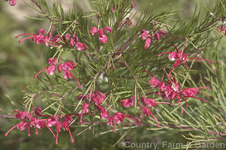 Grevillea 'Ruby', a Grevillea glabella seedling that may be a hybrid with Grevillea juniperina or Grevillea rosmarinifolia. It is a relatively hardy, spreading, spring-flowering bush growing to around 15m high x 2m wide