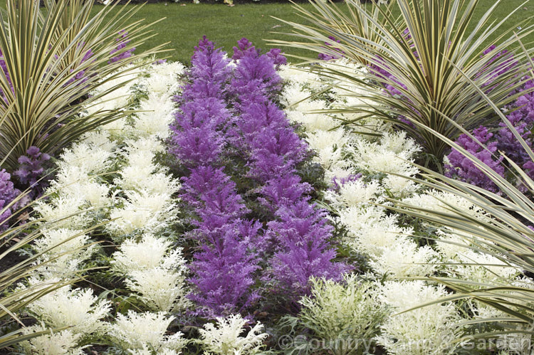 Ornamental Kale (<i>Brassica oleracea - Acephala Group</i>), a fancy form of garden kale that is grown for its coloured foliage and often treated as a hardy winter bedding plant. Order: Brassicales, Family: Brassicaceae