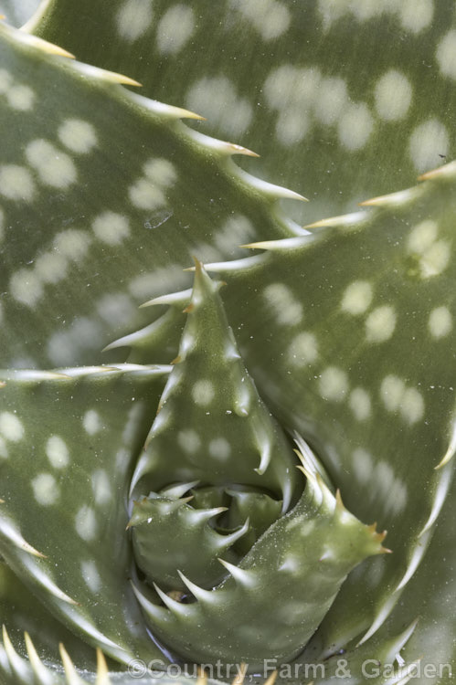 Soap. Aloe (<i>Aloe maculata [syn. Aloe saponaria]), a low, suckering succulent that forms a clump of rosettes broad, mottled leaves up to 30cm long edged with sharp green to brown teeth. Its branched inflorescence is up to 1m tall Found in South Africa and Zimbabwe. Order: Asparagales, Family: Asphodelaceae