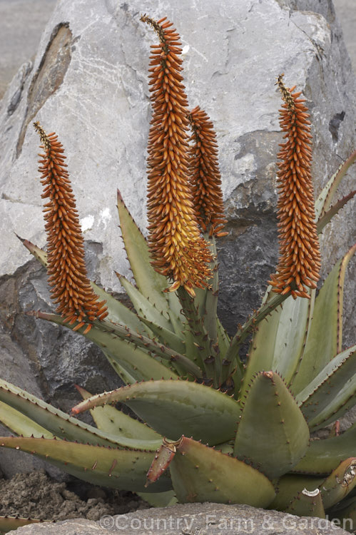 Tilt-head. Aloe (<i>Aloe hexapetala [syn. Aloe speciosa]), a trunk-forming, sometimes tree-like, spring-flowering. South African succulent up to 3m tall. The toothed leaves can reach 80cm long and the inflorescences, which are unbranched but clustered, are up to 50cm long. Order: Asparagales, Family: Asphodelaceae